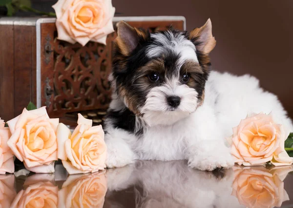 Puppy Van Een Biewer Yorkshire Terrier — Stockfoto