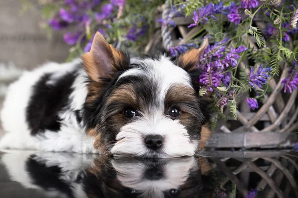 Cucciolo Biewer Yorkshire Terrier — Foto Stock