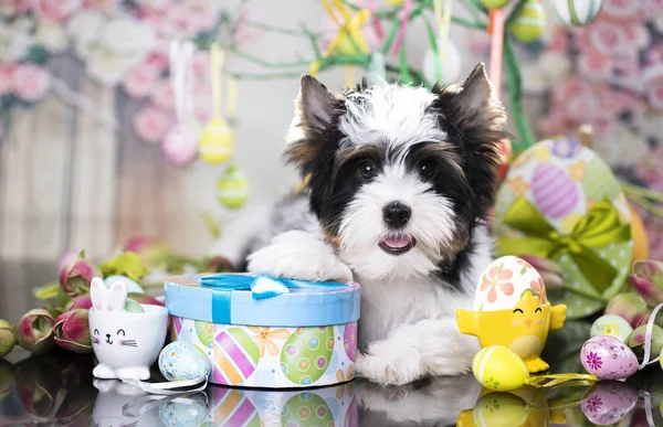 Puppy Easter Eggs — Stock Photo, Image