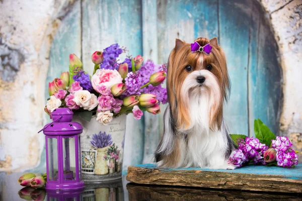 Biewer Yorkshire Terrier Kwiaty — Zdjęcie stockowe