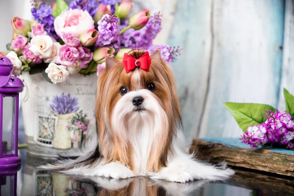 Biewer Yorkshire Terrier Virágok — Stock Fotó
