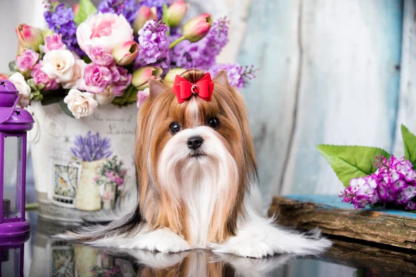 Biewer Yorkshire Terrier Flowers — Stock Photo, Image