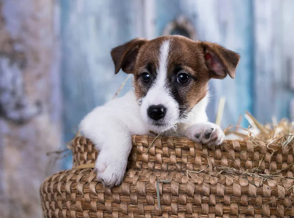 Cachorrinho Raça Jack Russell Terrier Retrato Cão — Fotografia de Stock
