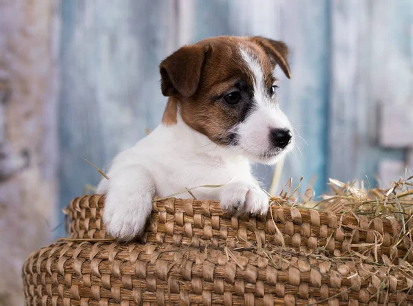 Cachorro Raza Jack Russell Terrier Retrato Perro —  Fotos de Stock