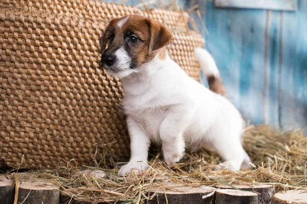 Cachorrinho Raça Jack Russell Terrier Retrato Cão — Fotografia de Stock