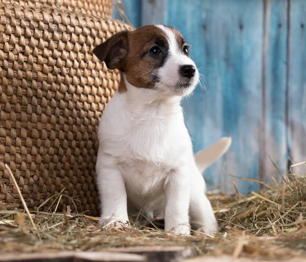 子犬犬種ジャック ラッセル テリア肖像画犬 — ストック写真