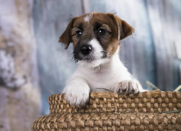 子犬犬種ジャック ラッセル テリア肖像画犬 — ストック写真