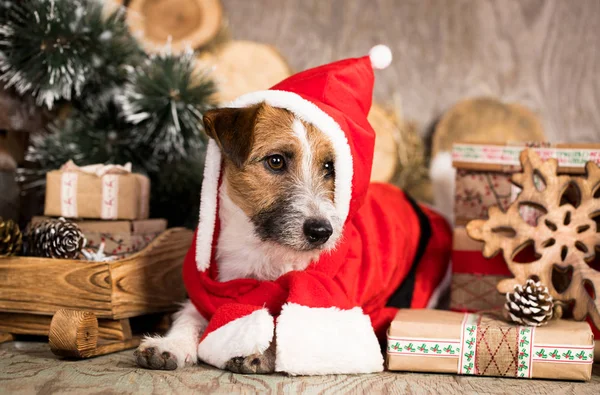 Jack Russell Terriër Kerstmis Kabouter Kostuum Kerst Hond — Stockfoto