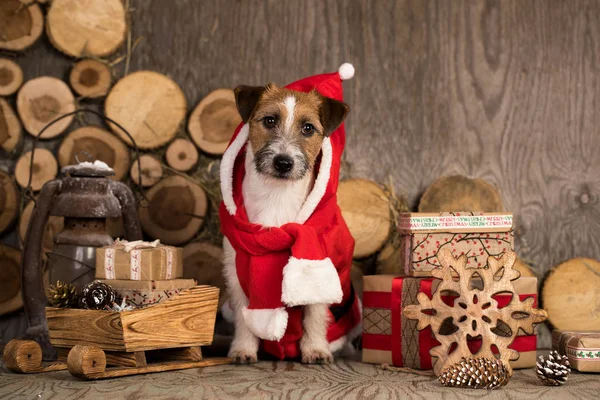 Jack Russell Terriër Kerstmis Kabouter Kostuum — Stockfoto