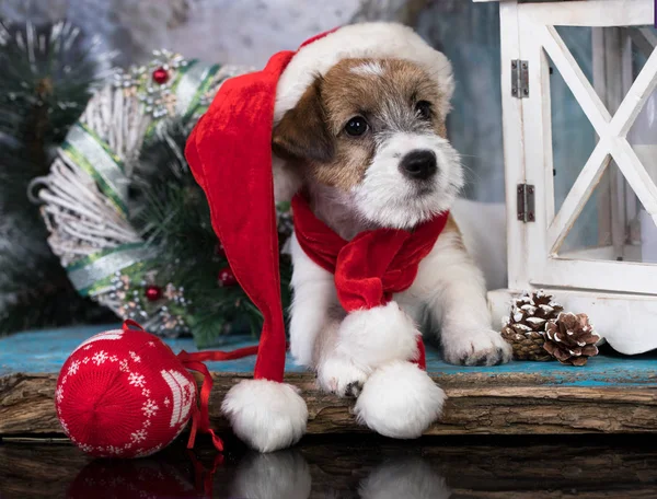 Jack Russell Terriër Santa Sjaal — Stockfoto