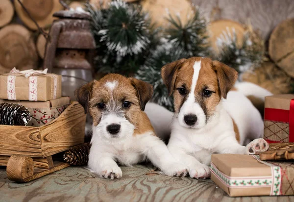 Jack Russell Terrier Noel Baba Eşarbında — Stok fotoğraf