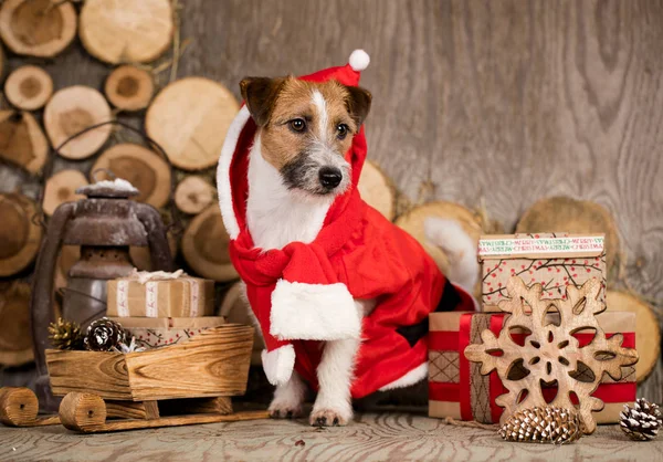 Jack Russell Terriër Santa Sjaal — Stockfoto