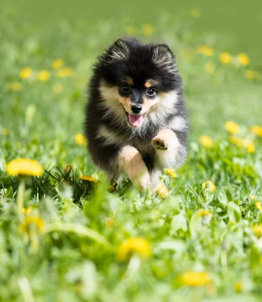 Spitz Pomeranian Άλμα Μεταξύ Λουλούδια Πικραλίδα — Φωτογραφία Αρχείου