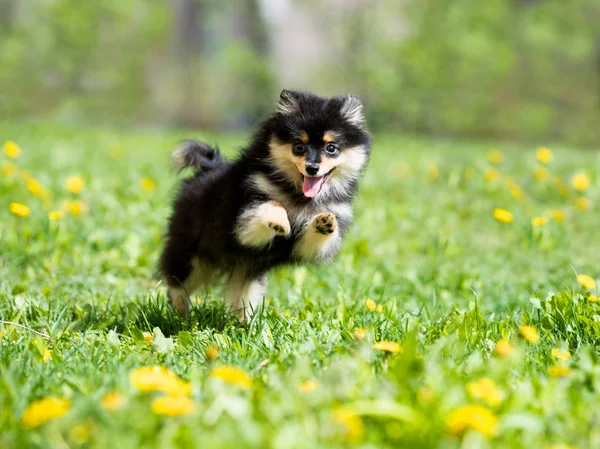 Pommersche Spitzen Springen Zwischen Blüten Löwenzahn — Stockfoto