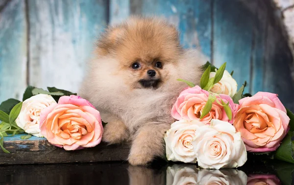 Spitz Pomeranian Flowers Roses — Stock Photo, Image