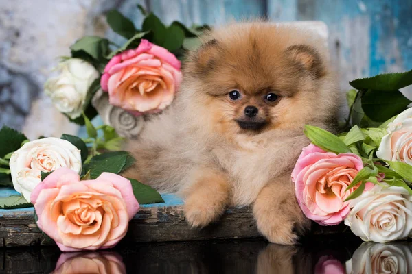 Spitz Pomeranian Flowers Roses — Stock Photo, Image