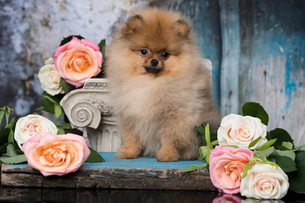 Spitz Pomeranian Flowers Roses — Stock Photo, Image