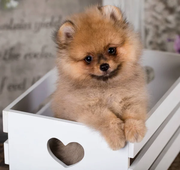 Güzel Spitz Pomeranian Köpek Yavrusu — Stok fotoğraf