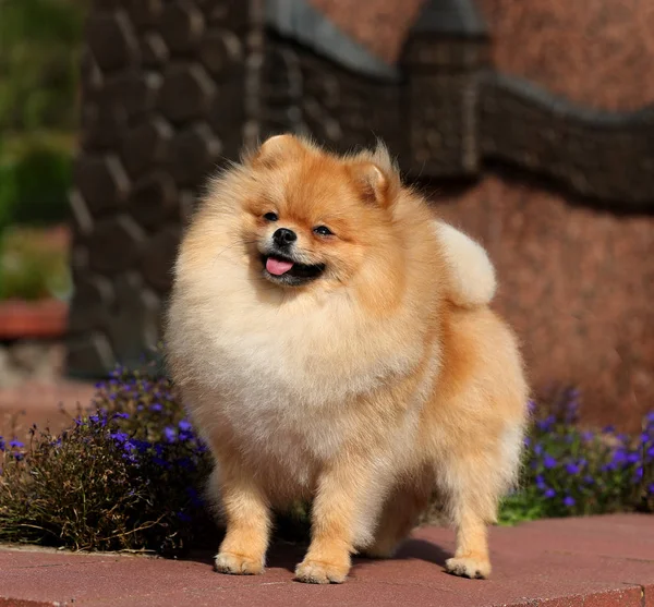 Güzel Spitz Pomeranian Köpek Yavrusu — Stok fotoğraf