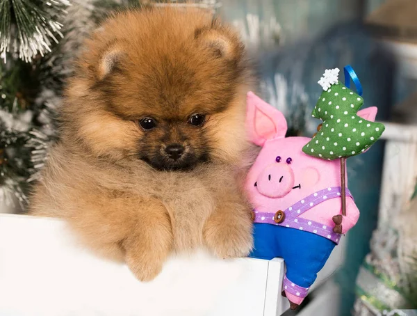 Güzel Spitz Pomeranian Köpek Yavrusu — Stok fotoğraf