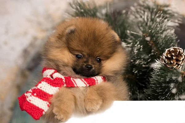 Christmas Spitz Puppy Scarf — Stock Photo, Image