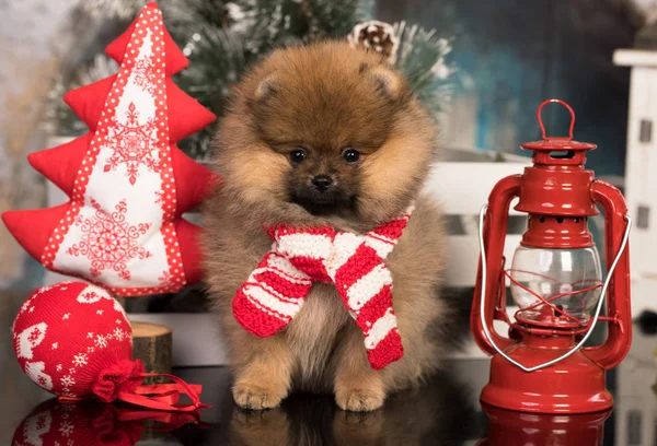 Hond Van Kerstmis Spitz Sjaal Versierd Met Een Kerstboom — Stockfoto
