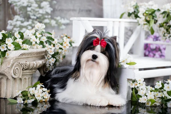 Kutya Egy Biewer Yorkshire Terrier Virágok — Stock Fotó