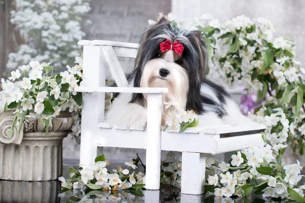 Κουτάβι Σκύλος Biewer Yorkshire Terrier Και Άνοιξη Λουλούδια Τουλίπες — Φωτογραφία Αρχείου
