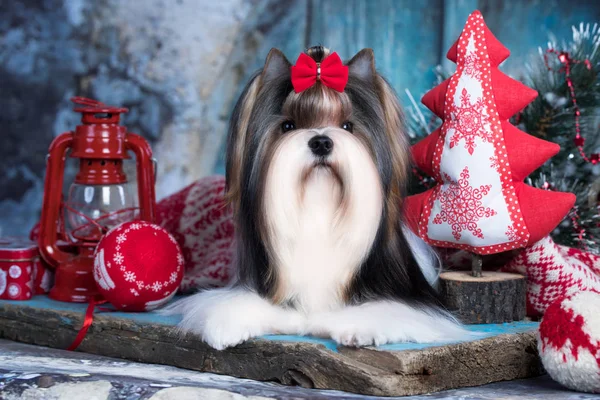 Cão Natal Biewer Terrier — Fotografia de Stock