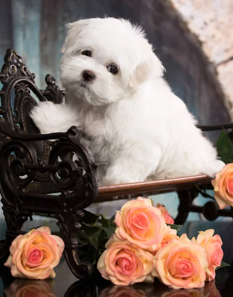 Maltees Puppy Zit Donkere Achtergrond Studio Shoot Baby Dier Thema — Stockfoto