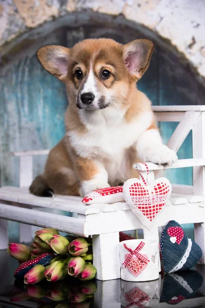 Gallese Corgi Cucciolo Fiori — Foto Stock