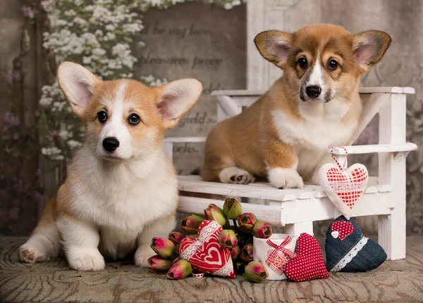 Galés Corgi Cachorro Flores —  Fotos de Stock