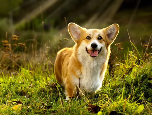 Pies Welsh Corgi Pembroke Trawie Słoneczny Letni Dzień — Zdjęcie stockowe