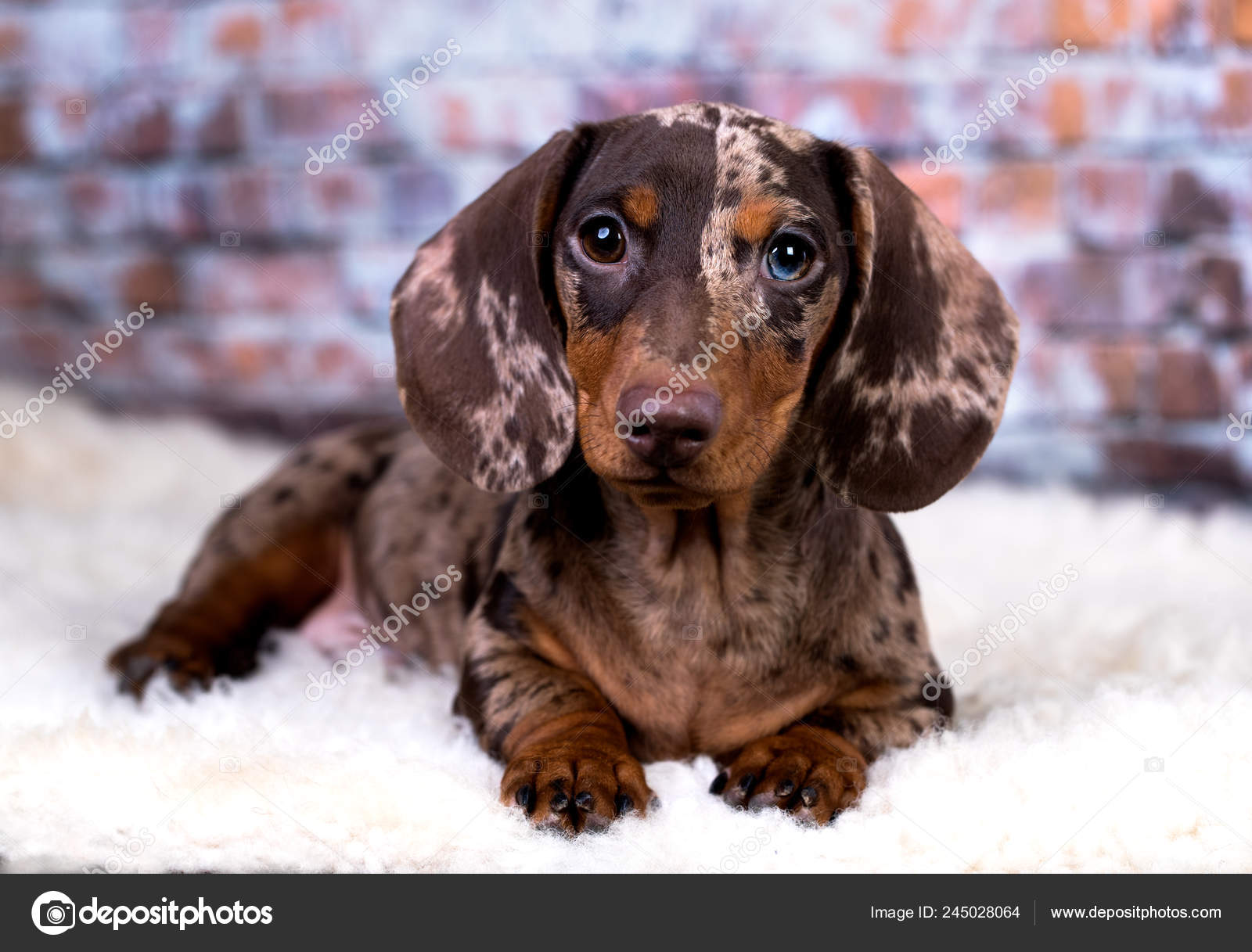 short haired weiner dog