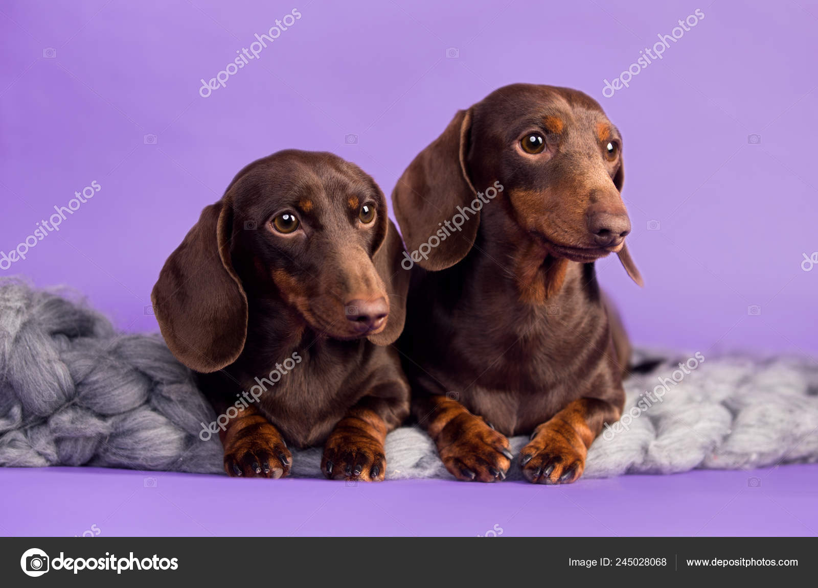 Dachshund Dog Portrait Short Haired Dachshund Studio Stock Photo