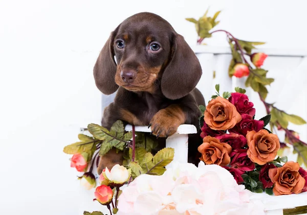 Cachorro Dachshund Color Marrón Bronceado Flores Rosas — Foto de Stock