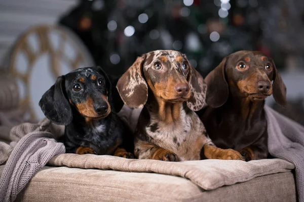 Dachshunds Renkli Köpekler — Stok fotoğraf