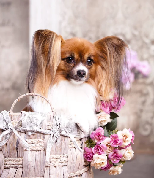 Beautiful Spitz Pomeranian Puppy — Stock Photo, Image