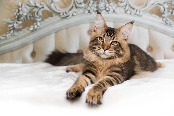 Maine Coon Katt Liggande Sängen — Stockfoto