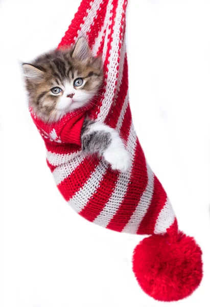 Kotě Červeném Vánočním Svetru — Stock fotografie