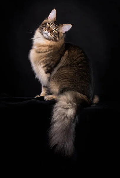 メインコーン品種 黒を背景に若い猫 — ストック写真