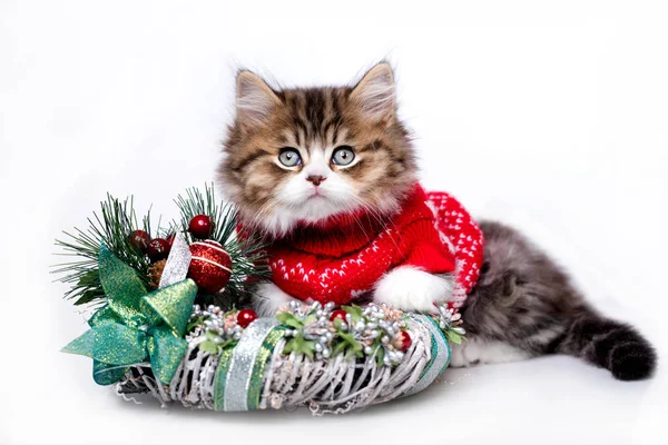Vánoční Kotě Bílém Pozadí — Stock fotografie