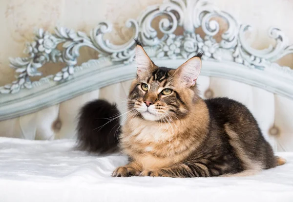 Maine Coon Cat Lying — Stock Photo, Image
