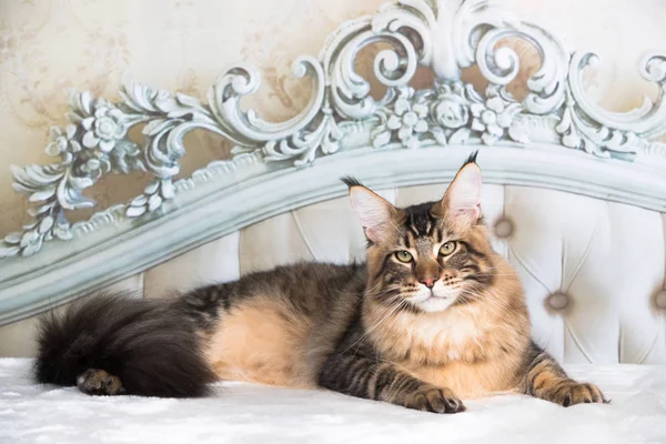 Maine Coon Gato Acostado — Foto de Stock