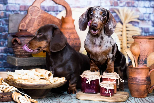 Teckel Honden Likken Gezicht Muilkorf — Stockfoto