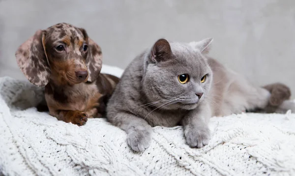 Puppy Kitten Group Cat Dog — Stock Photo, Image