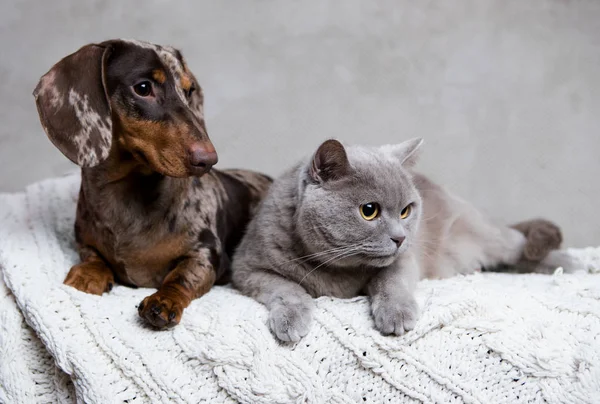 Κουτάβι Και Γατάκι Ομάδα Της Γάτας Και Του Σκύλου — Φωτογραφία Αρχείου