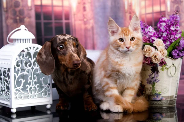 Gato Cão Dachshund Cor Chocolate Cachorro Gatinho Vermelho — Fotografia de Stock