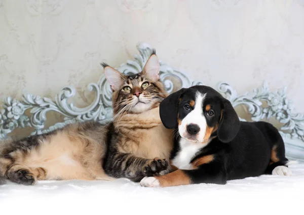 Katze Und Hund Katze Und Hund Dackel Welpe Schokoladenfarbe Und — Stockfoto