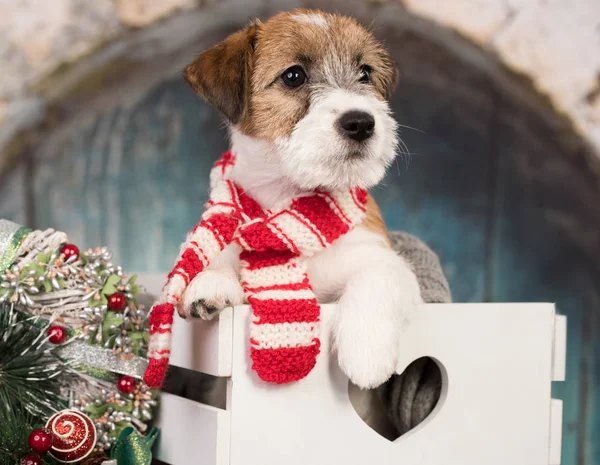 Jack Russell Terrier Santa Cachecol — Fotografia de Stock